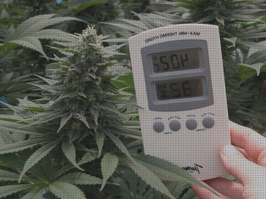 ¿Dónde poder comprar cannabis semillas semillas de cannabis resistentes al calor?