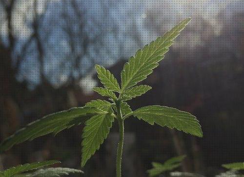 Las 31 Mejores Semillas De Cannabis Resistentes Al Calores