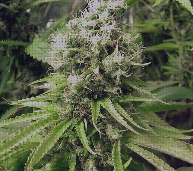 Review de semillas de cannabis sativa sativa
