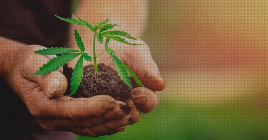 ¿Dónde poder comprar cannabis semillas semillas de cannabis toxica?