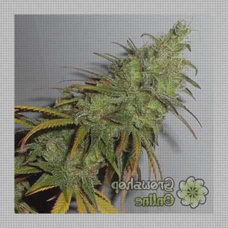 Review de semillas de marihuana 100 cbd