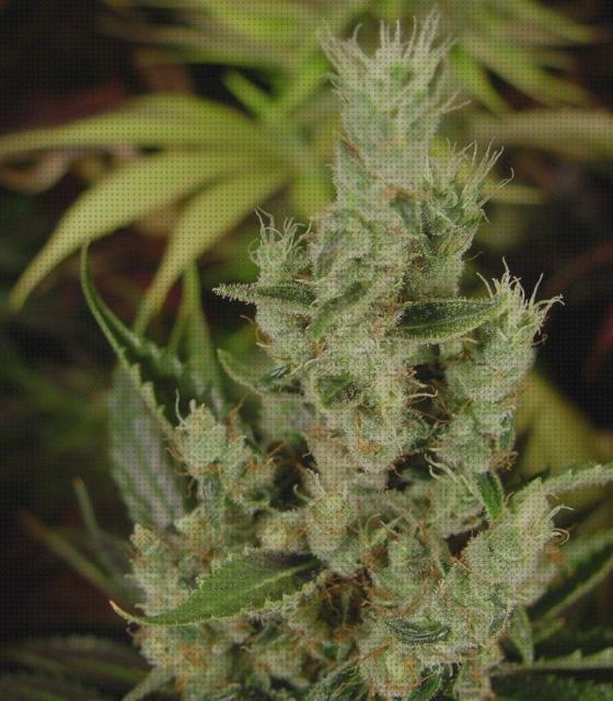 Review de semillas de marihuana amnesia haze soma sacred