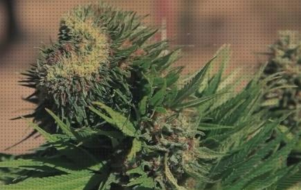Las mejores autoflorecientes semillas semillas de marihuana autoflorecientes economicas