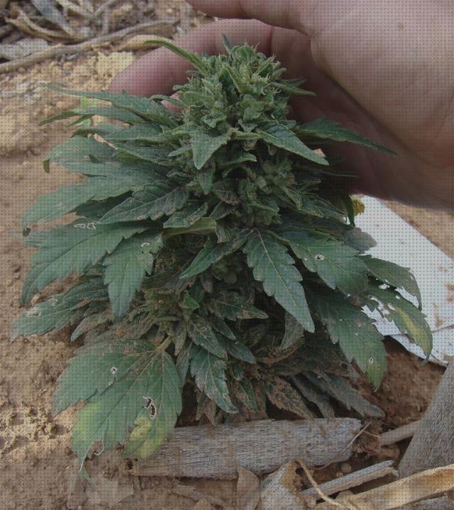 Las mejores semillas marihuana autoflorecientes semillas de marihuana autoflorecientes exterior invierno