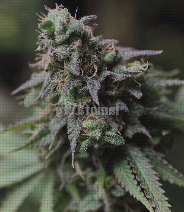 Las mejores blue semillas de marihuana blue