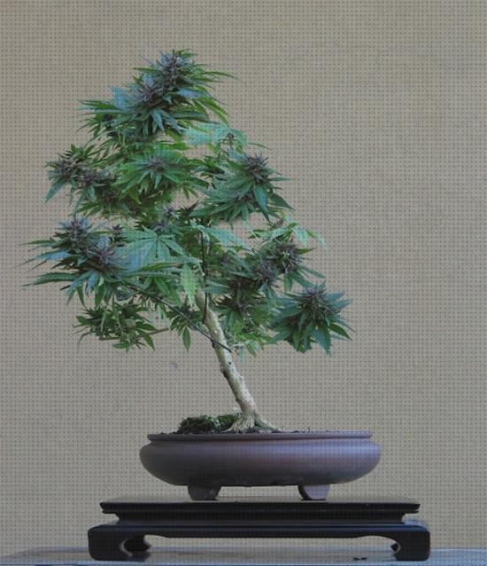 Las mejores marcas de bonsai semillas semillas de marihuana bonsai