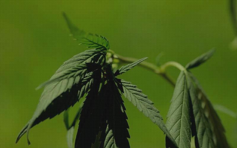 Review de semillas de marihuana calor