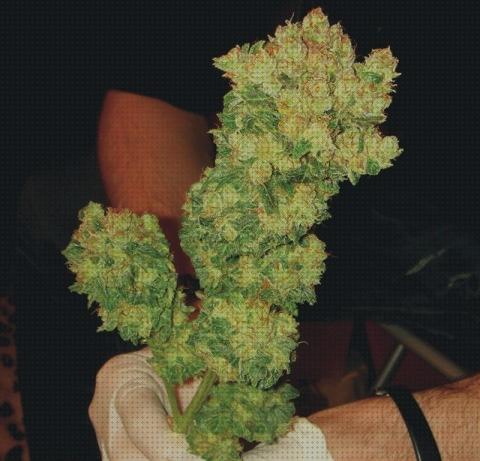 Las mejores semillas de marihuana citricas
