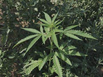 ¿Dónde poder comprar cbd semillas semillas de marihuana con menos de 0 2 de cbd?