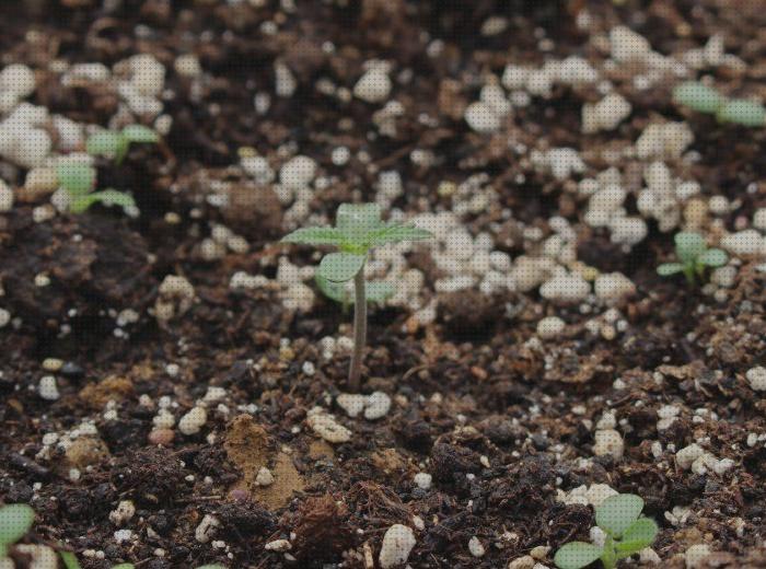 ¿Dónde poder comprar fertilizantes semillas semillas de marihuana con tierra y fertilizantes?