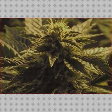 Las mejores critical semillas semillas de marihuana critical widow