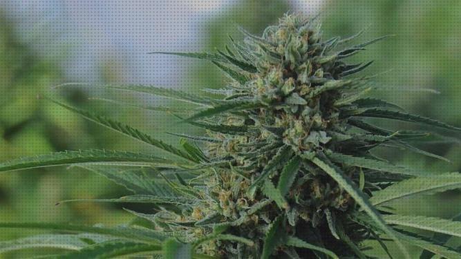 Las mejores semillas de marihuana de floración rápida y pocos cuidados