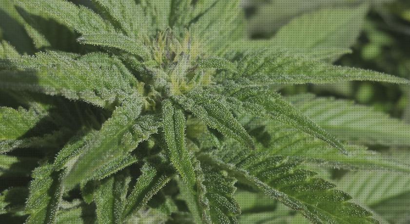 Review de semillas de marihuana de floración rápida y pocos cuidados