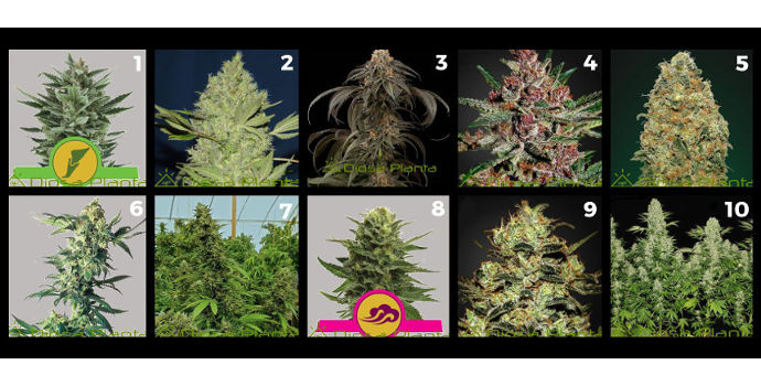 ¿Dónde poder comprar pocos marihuanas semillas semillas de marihuana de poca altura?