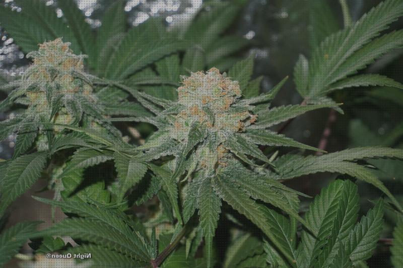 Las mejores 15 Semillas De Marihuanas Faciles De Cultivares