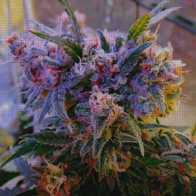 Las mejores 27 Semillas De Marihuanas Germinacion Rápidas
