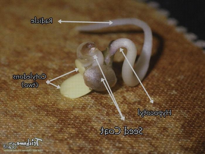 Las mejores rapida semillas de marihuana germinacion rapida