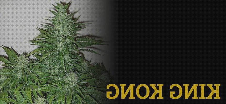 Las mejores grandes marihuanas semillas semillas de marihuana gran produccion