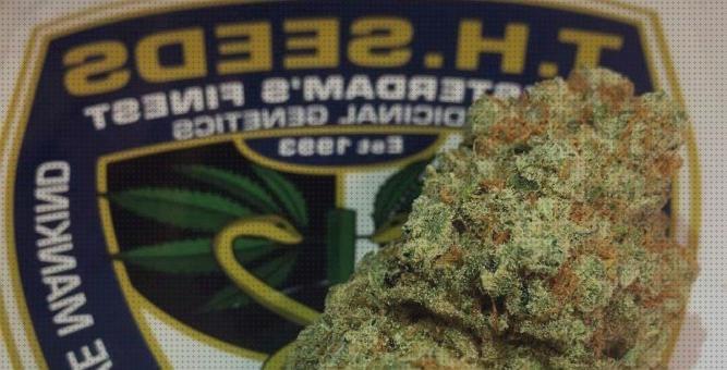 Las mejores semillas de marihuana herbal