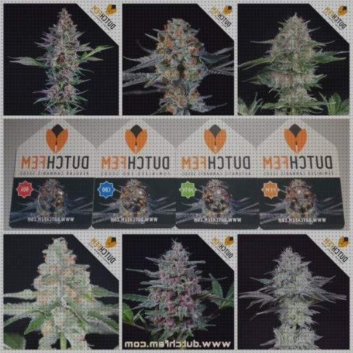 Las mejores marihuanas semillas semillas de marihuana holanda
