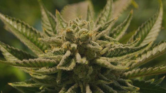 Opiniones de las 34 mejores Semillas De Marihuanas Ilegales