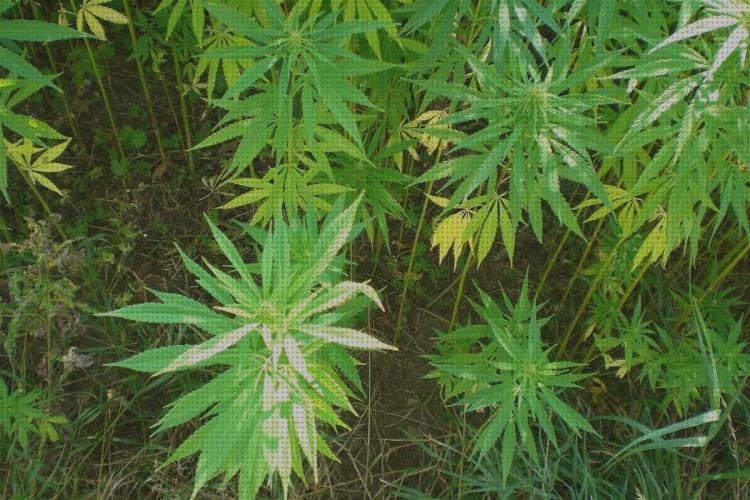 Las mejores marcas de legales semillas semillas de marihuana legales