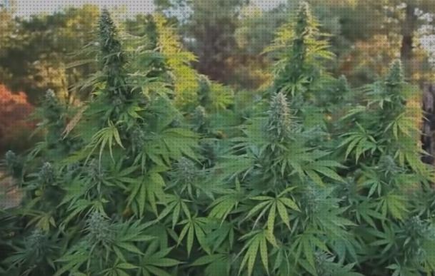 Las mejores semillas de marihuana madicinal