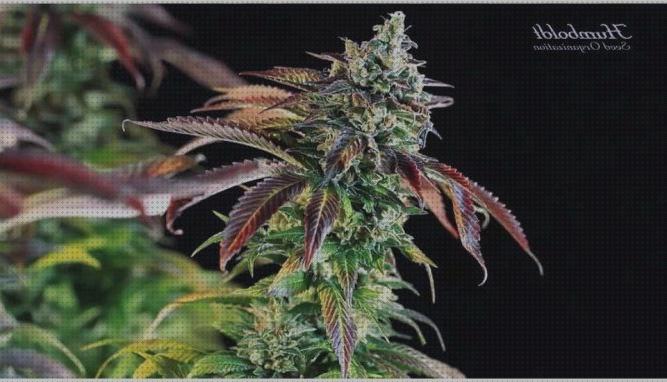 Las mejores semillas de marihuana mas fiables del mercsdo