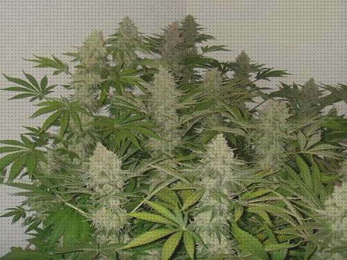 Las mejores semillas de marihuana mas resinosas