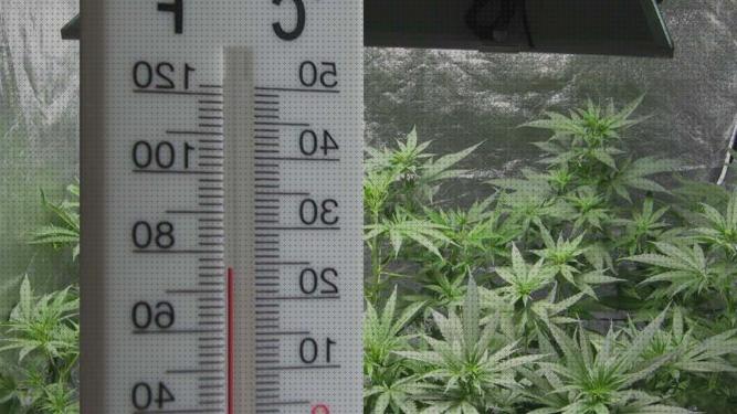 Las 22 Mejores Semillas De Marihuanas Menos Temperaturas