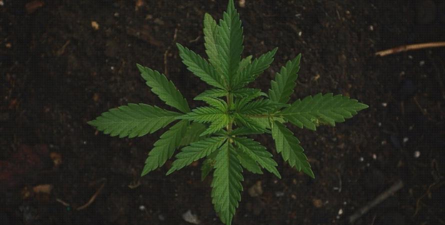 Opiniones de las 28 mejores Semillas De Marihuanas Mircia