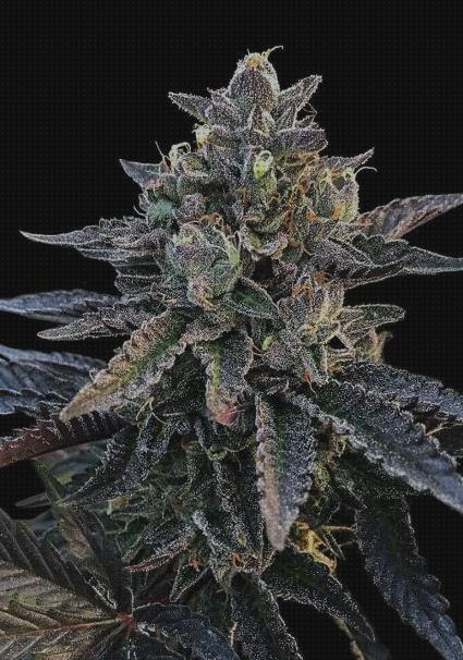Las mejores marihuanas semillas semillas de marihuana morada