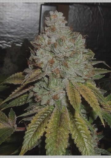 Las mejores semillas marihuana vanilla kush semillas de marihuana og kush