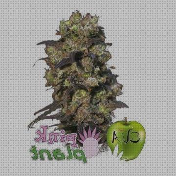 Las mejores marcas de plant semillas de marihuana pink plant