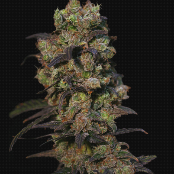 Opiniones de las 28 mejores Semillas De Marihuanas Pink Plant