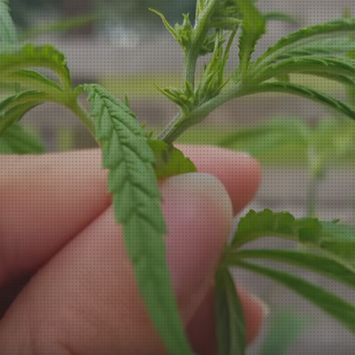 Las mejores marcas de semillas de marihuana polinizada