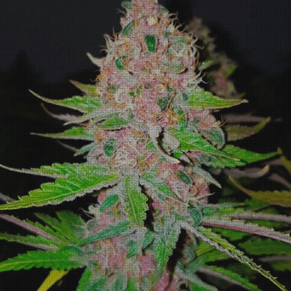 Las mejores 37 Semillas De Marihuanas Purple Queen