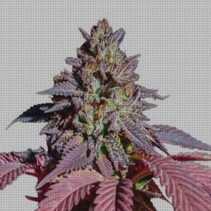 Las mejores purple semillas de marihuana purple queen