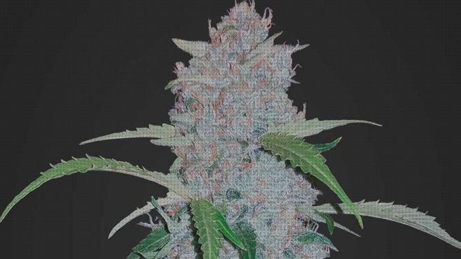 Las mejores marihuanas semillas semillas de marihuana rapidas interior