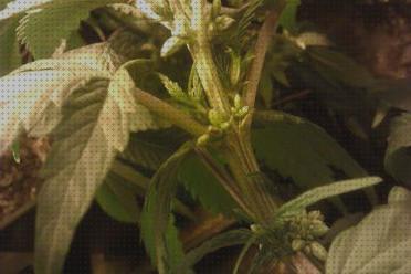 ¿Dónde poder comprar marihuanas semillas semillas de marihuana regular?