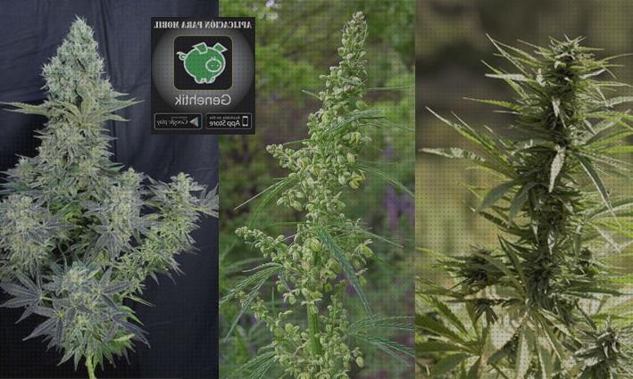 Review de semillas de marihuana regular
