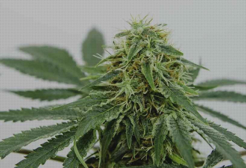 Review de semillas de marihuana resistentes al invierno