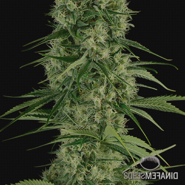 Las mejores 27 Semillas De Marihuanas Santas Grow