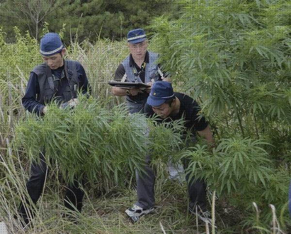 Las mejores marihuanas semillas semillas de marihuana silvestre