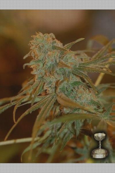 Las mejores semillas marihuana skunk semillas de marihuana skunk