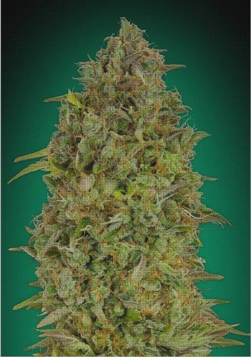 Review de semillas de marihuana skunk