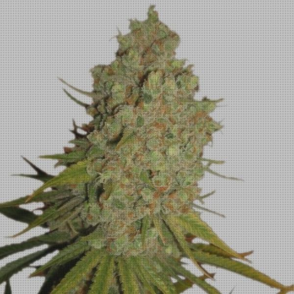 Las mejores kush semillas de marihuana special kush