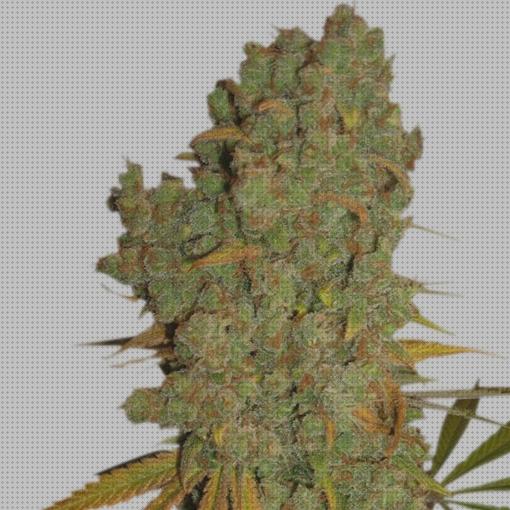 Review de semillas de marihuana special kush