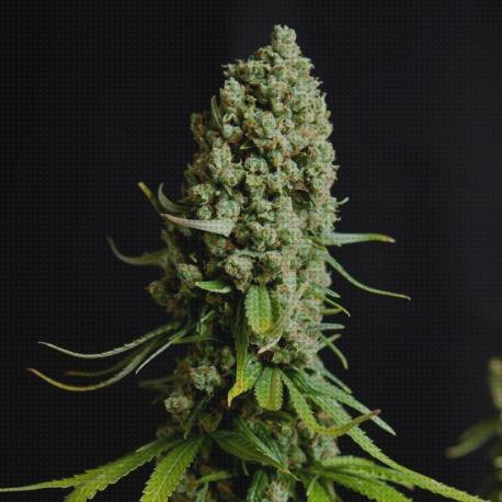 Las mejores feminizadas semillas semillas de marihuana super skunk feminizadas