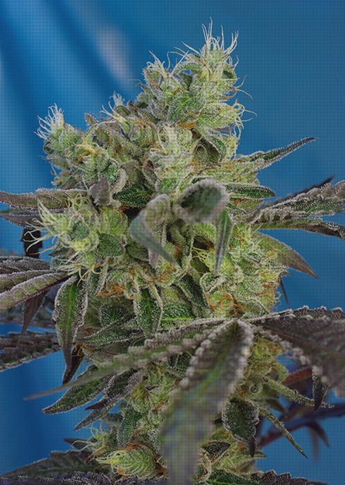 Las mejores seeds semillas de marihuana sweet seeds